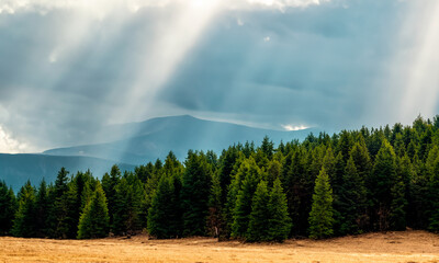 Pine forest #06-202406	