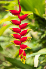 Hanging lobster claw (Heliconia rostrata) flowers in at La Sombra Ecolodge in San Luis Northern Nicaragua in Central America
