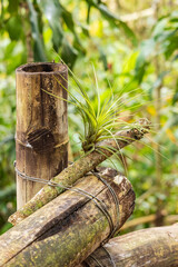 Background with ariplant Tillandsia growing on old bamboo in he rainforest of Nicaragua in Central America