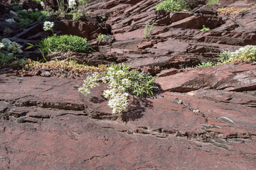 Wild plants grows on oxide rock, Daluis gorges, France