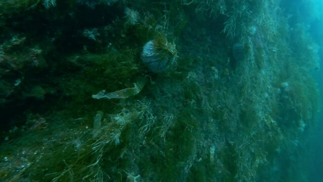 A sheer underwater cliff covered with algae and sea urchins, the European edible sea urchin or common sea urchin (Echinus esculentus)  