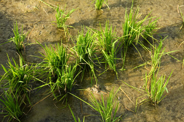 Rice fields planted with young rice that is ready to grow big