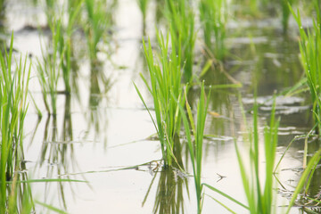 Rice fields planted with young rice that is ready to grow big