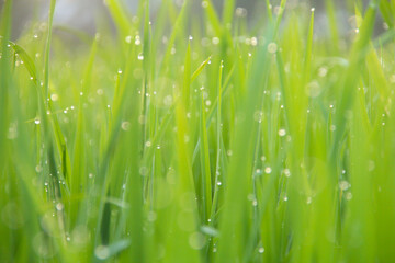 Rice fields planted with young rice that is ready to grow big