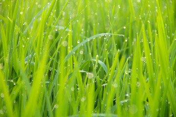 Rice fields planted with young rice that is ready to grow big