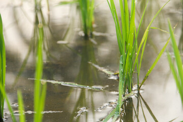 Obraz premium Rice fields planted with young rice that is ready to grow big