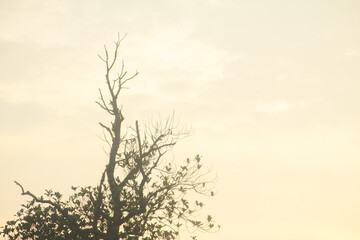 Landscape of rice fields with rice plants, silhouettes of trees at sunrise
