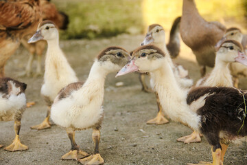 A group of Serati ducklings were following their mother to look for food in the afternoon