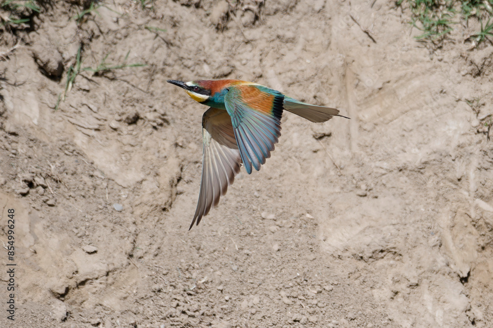 Poster Merops apiaster