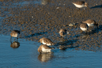 Bécasseau variable, Calidris alpina
