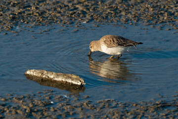 Bécasseau variable, Calidris alpina