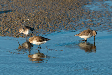 Bécasseau variable, Calidris alpina