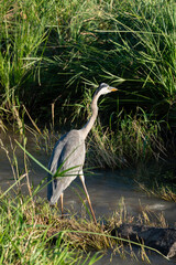 Héron cendré, Ardea cinerea, Grey Heron