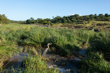 Héron cendré, Ardea cinerea, Grey Heron, Parc national du Kruger, Afrique du Sud