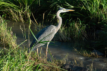 Héron cendré, Ardea cinerea, Grey Heron