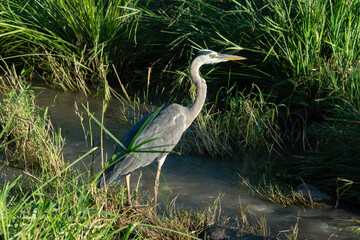 Héron cendré, Ardea cinerea, Grey Heron