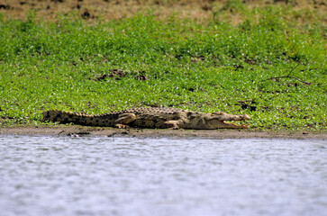 Crocodile du nil; Crocodylus niloticus, Afrique