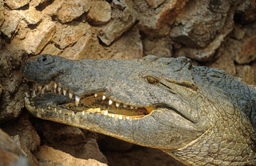 Crocodile du nil; Crocodylus niloticus, Afrique