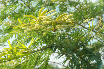 Prosopis Cineraria or petai thorn, a plant that resembles a petai tree but has sharp thorns