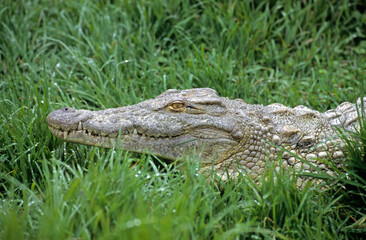 Crocodile du nil; Crocodylus niloticus, Afrique