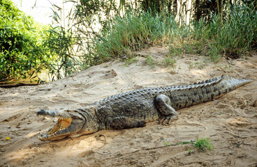Crocodile du nil; Crocodylus niloticus, Afrique