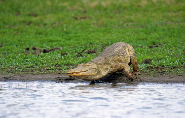 Crocodile du nil; Crocodylus niloticus, Afrique