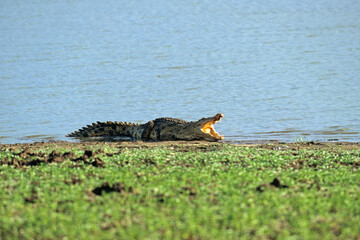 Crocodile du nil; Crocodylus niloticus, Afrique