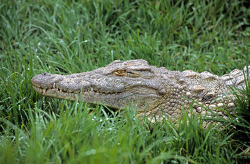 Crocodile du nil; Crocodylus niloticus, Afrique