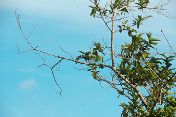 A tree standing in a tropical rainforest and with a blue sky in the background