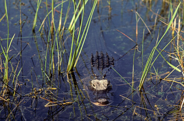 Alligator d'Amérique, Alligator mississippiensis, Parc national des Everglades, Floride, Etats Unis