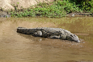 crocodile du nil, crocodylus niloticus, Afrique
