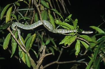 Boa arboricole; sanzinia madagascariensis; Madagascar