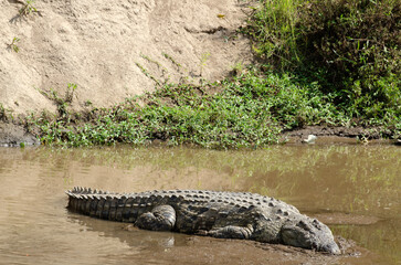 crocodile du nil, crocodylus niloticus, Afrique