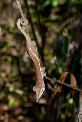 Fototapeta premium Caméléon épée, Calumma gallus, Madagascar
