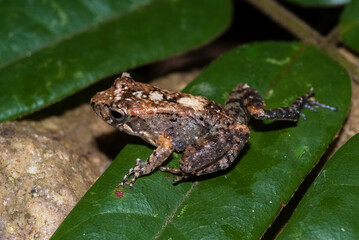Grande rainette de Madagascar, Boophis madagascariensis, Madagascar