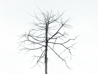 Dead trees with dry trunks and branches in the dry season