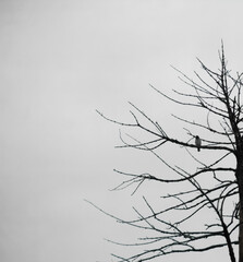 Dead trees with dry trunks and branches in the dry season
