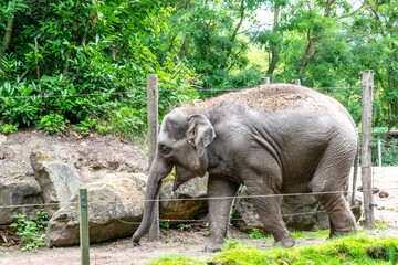 Fototapeta premium Majestic Indian Elephant with Calf at the Zoo