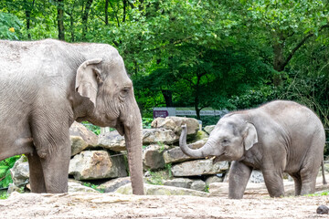 Fototapeta premium Majestic Indian Elephant with Calf at the Zoo