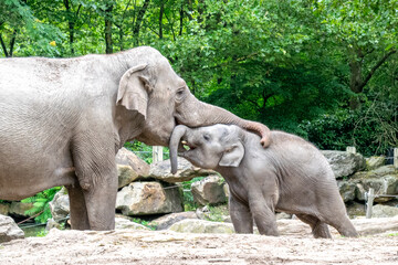 Fototapeta premium Majestic Indian Elephant with Calf at the Zoo