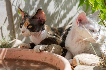 Zwei Devon Rex Katzen im sonnigen Garten