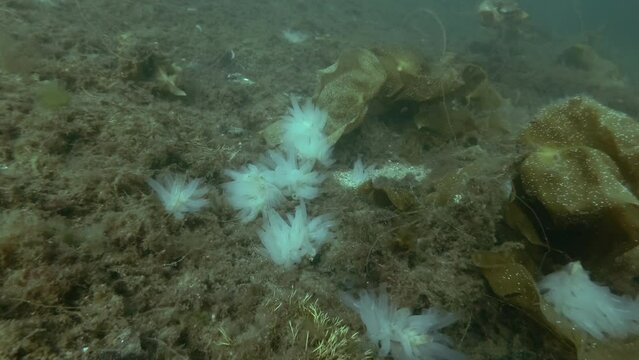 Ascidian colony on the seabed covered with brown algae and laminaria, the Transparent sea squirt or Yellow Sea Squirt (Ciona intestinalis, Ascidia intestinalis) 