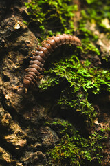 A close up of flat-backed millipedes, concept of insect background, wildlife, legs, invertebrate animal, an isolated millipedes in the rainforest, a discovery of species, a micro of insect on tree.