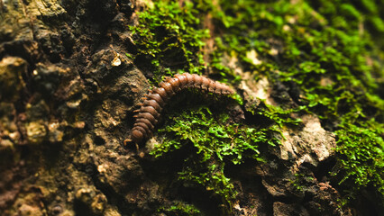 A close up of flat-backed millipedes, concept of insect background, wildlife, legs, invertebrate...