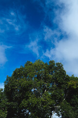 Blue sky with clouds.A panoramic blue sky with trees and leaves background or banner, nature wallpaper, green leaf, greenery, and sunlight, concept of freshness and freedom refreshing with copy space.