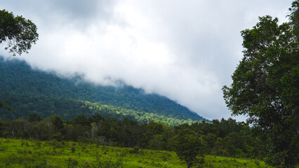 Fototapeta premium Scenery, aerial view, canopy habitat view of rainforest tropical hill or rainforest mountain or jungle, concept of wilderness, mist, ecology, foliage, animals habitat, national park or protected area