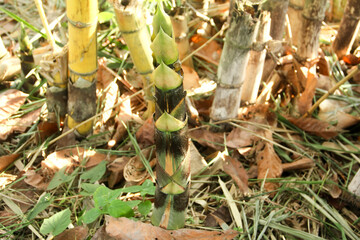 Yellow Bamboo plants that grow abundantly in the lowlands of Indonesia