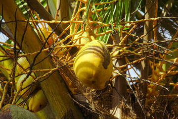 Fruit and yellow coconut trees that are still on the tree