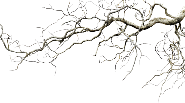 gnarled tree branches with red and yellow leaves on a transparent background