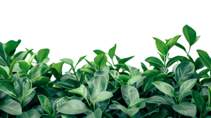 Green leaves of a plant on a black background.